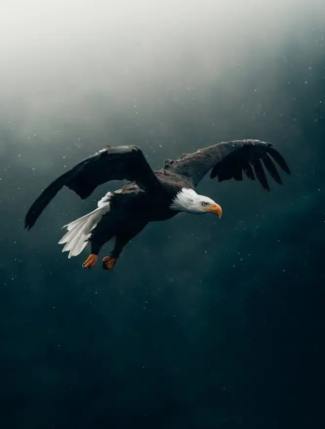 The Gardner Group Project eagle soaring through the moody sky