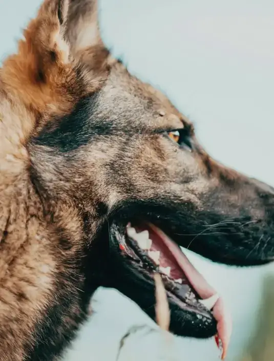 Animal Control Officers Branding Web Design WordPress Development Project Hero Banner