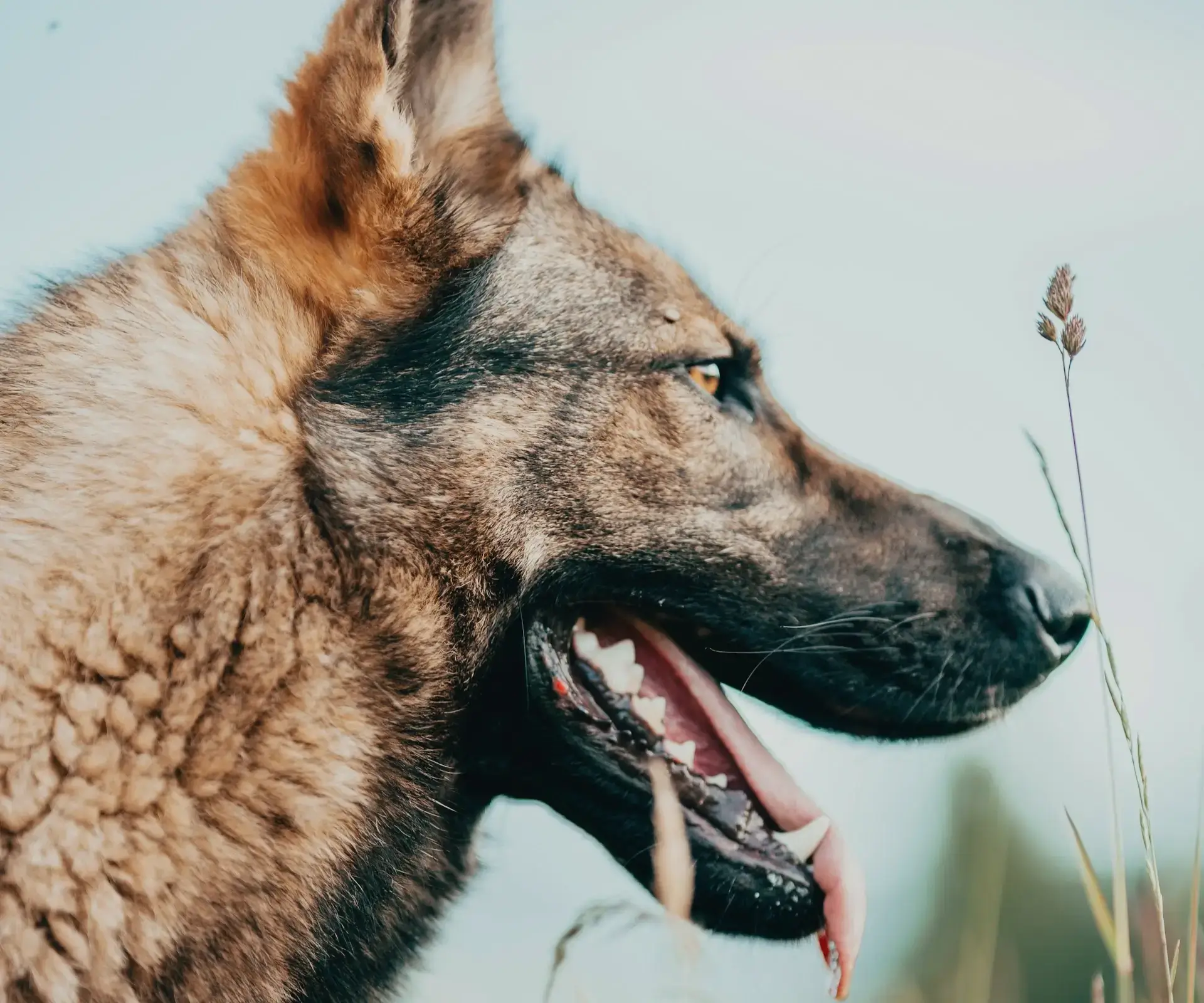 Animal Control Officers Branding Web Design WordPress Development Project Hero Banner