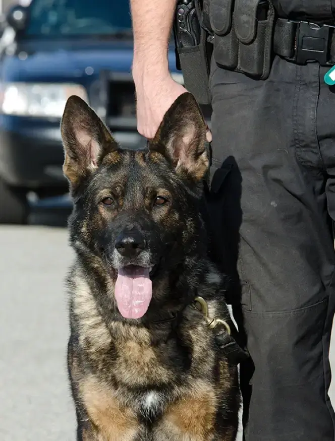 Split Block Project Animal Control Officers 1