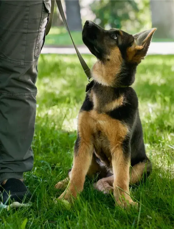 Split Block Project Animal Control Officers 2